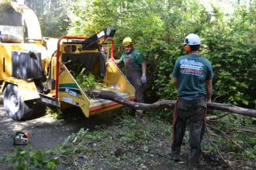 tree services Lake Worth